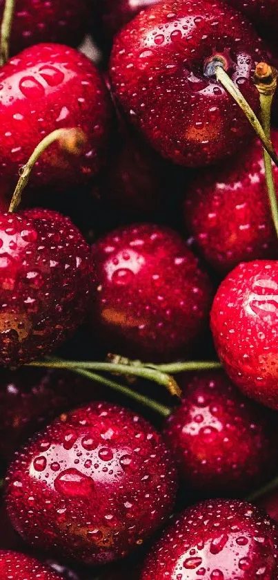 Close-up of vibrant red cherries with water droplets.