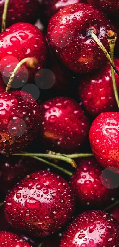 Close-up of fresh, dew-covered red cherries for mobile wallpaper.