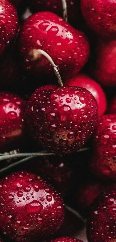 Fresh red cherries with dew drops create a vibrant mobile phone wallpaper.