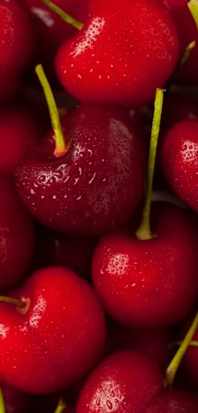 Vibrant red cherry mobile phone wallpaper.