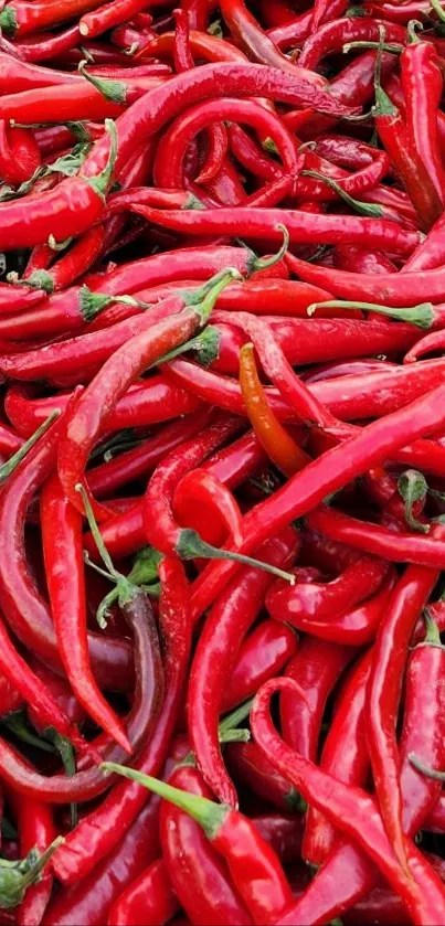 Vibrant red chili peppers in abundance