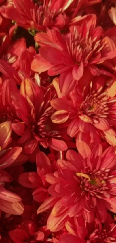 Vibrant red chrysanthemum flowers in full bloom, ideal for mobile wallpaper.