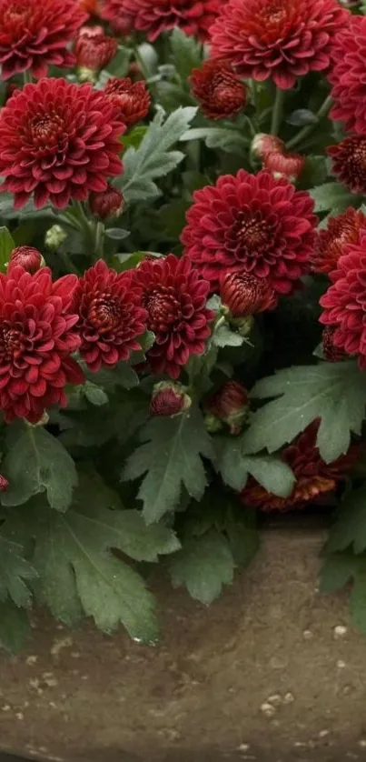 Vibrant red chrysanthemums in a natural setting.