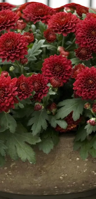 Red chrysanthemum flowers in a rustic pot for mobile wallpaper.