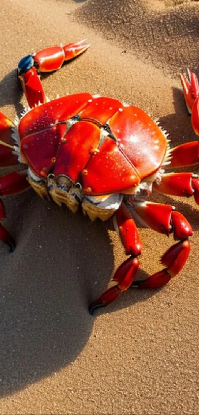 Vibrant red crab on golden sand mobile wallpaper.