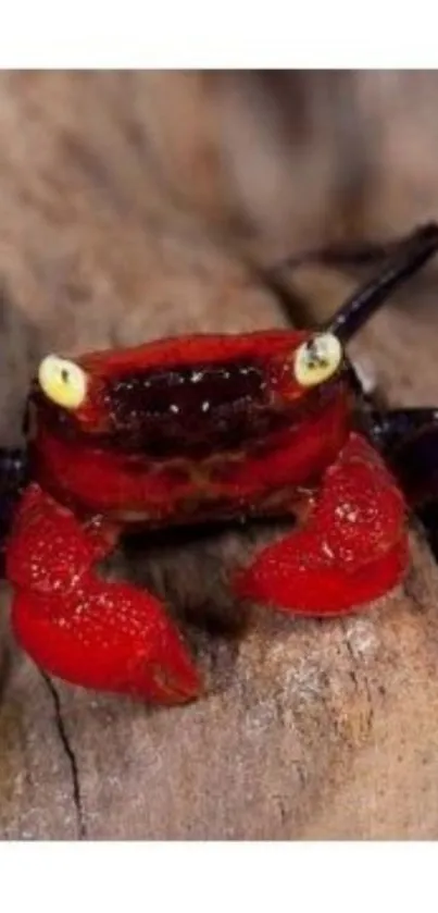 Close-up of a vibrant red crab on a textured surface.