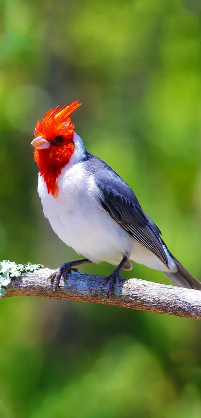 Red-crested Cardinal on branch with green backdrop.