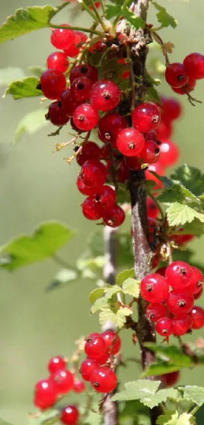 A close-up of red currants with green leaves, perfect for a dynamic phone wallpaper.