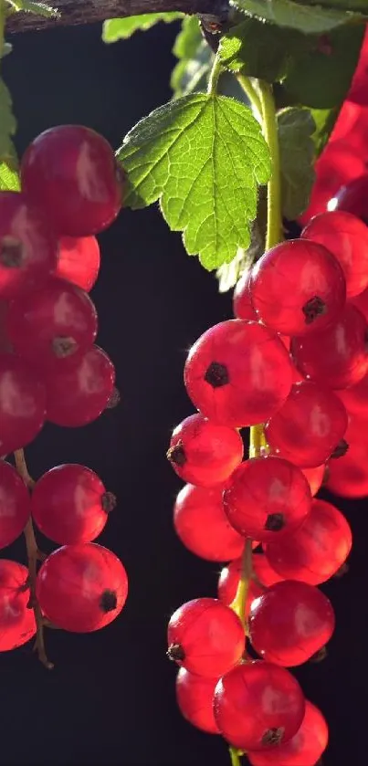 A cluster of vibrant red currants with green leaves on a dark background.