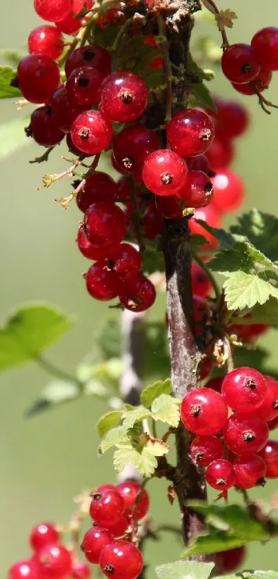 Close-up of red currants with green leaves on a branch, perfect for fruit lovers.