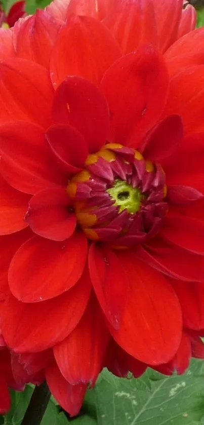 Vibrant red dahlia flower in full bloom.