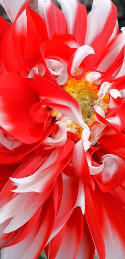 Close-up of vibrant red and white dahlia flower.