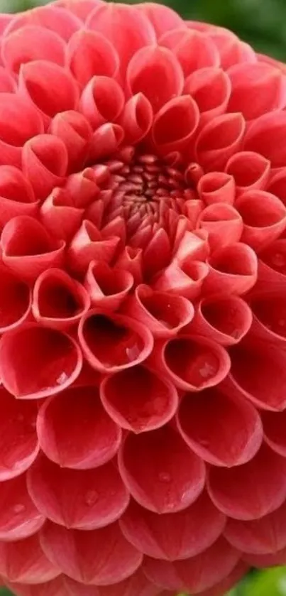 Vibrant red dahlia with lush petals, close-up shot.