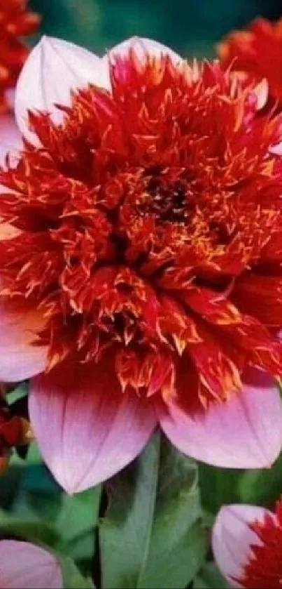 Close-up of vibrant red dahlia bloom with lush petals.