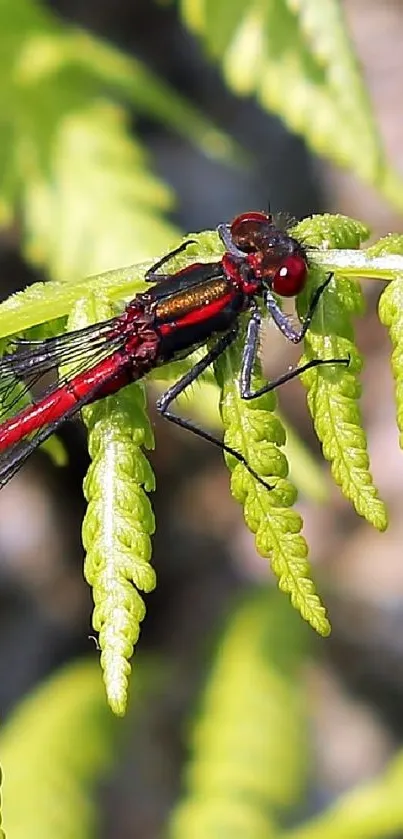 Close-up of a vivid red dragonfly on bright green fern leaves.