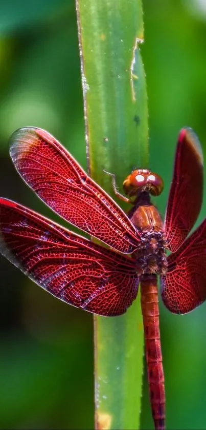 Red dragonfly resting on a green plant stalk.