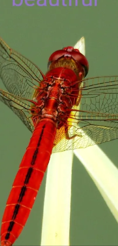 Close-up of vibrant red dragonfly on a leaf.