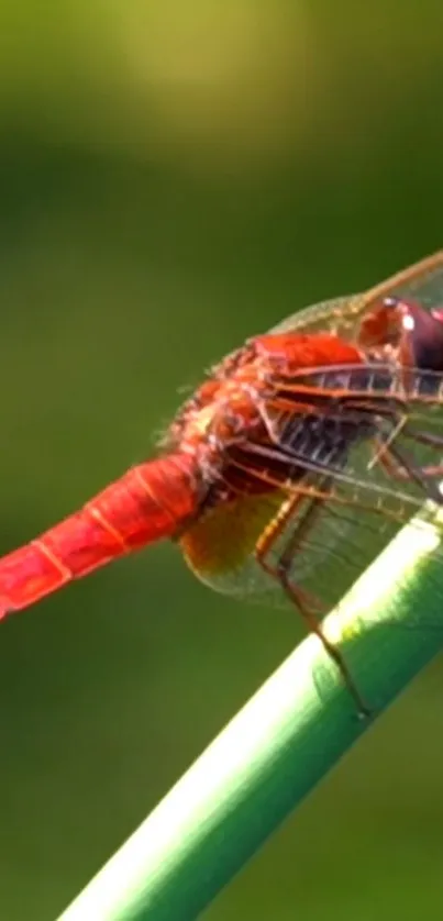 Vibrant red dragonfly resting on a leaf against a blurred green background.