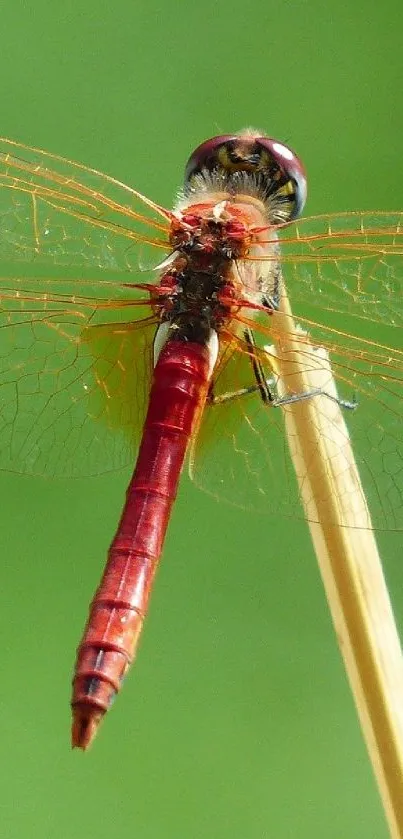 Vibrant red dragonfly perched on a stick against a lush green background.