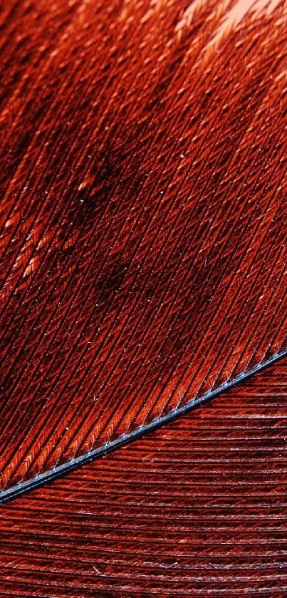 Close-up of a vibrant red feather texture wallpaper.