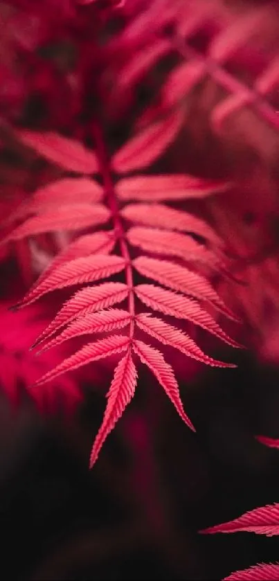 Vibrant red fern leaves against a dark background.