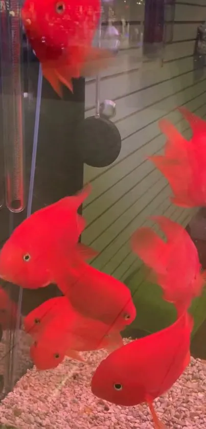 Vibrant red fish swimming in an aquarium tank, ideal for lively wallpaper.