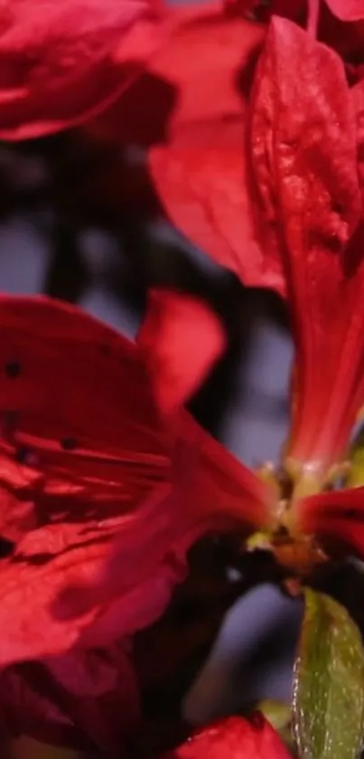 Close-up of vibrant red flower blossoms with rich petal details.