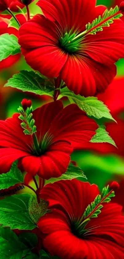 Vibrant red hibiscus flowers with lush green leaves on a mobile wallpaper.