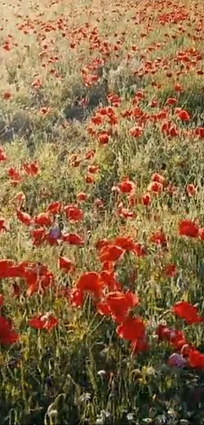 Mobile wallpaper featuring a vibrant field of red poppy flowers in natural sunlight.