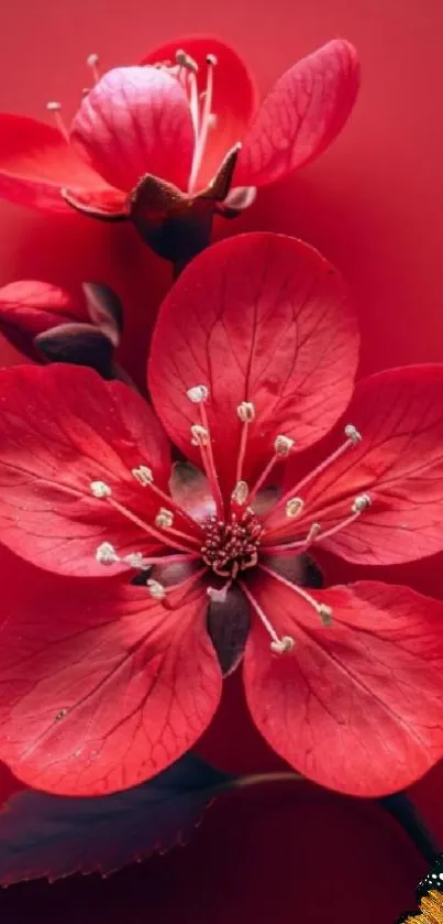 Vibrant red flower with detailed petals on a deep red background.