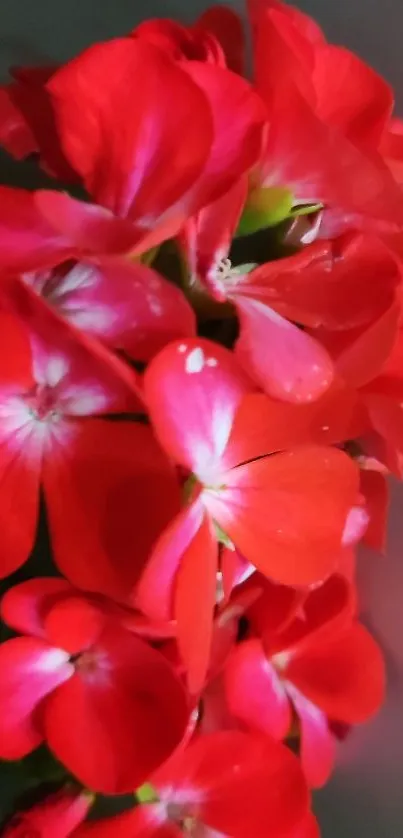 Vibrant red flowers with delicate petals enhancing a phone wallpaper.