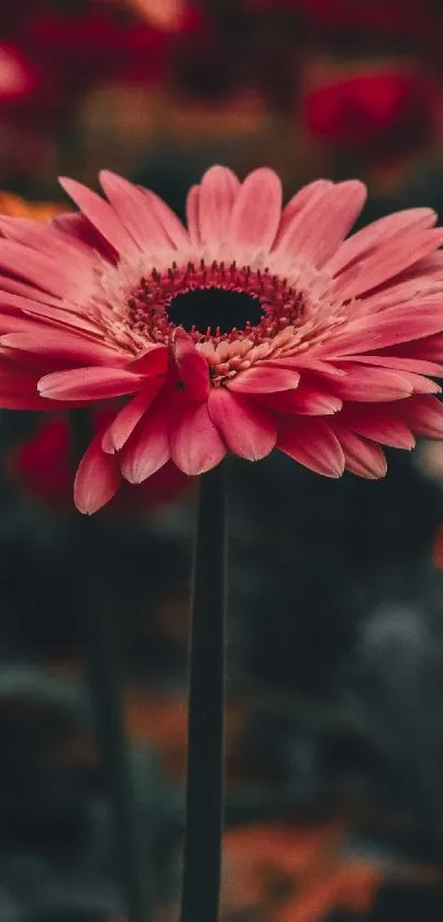 Vibrant red flowers in a lush garden background.