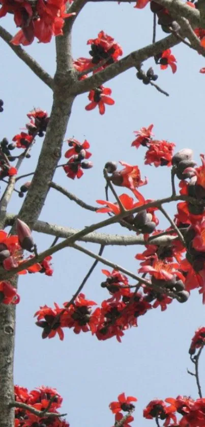 Vibrant red silk cotton flowers on a tree against a clear sky.