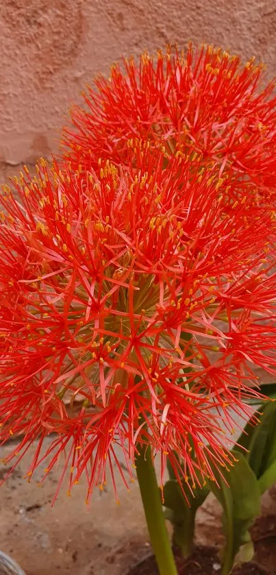 Vibrant red spherical flowers against a soft background.