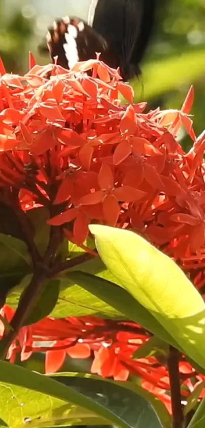 Red flowers and green leaves mobile wallpaper background.