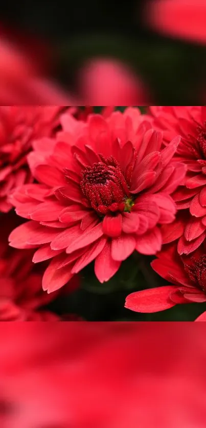 Bright red petaled flowers with green background, perfect for nature wallpaper.