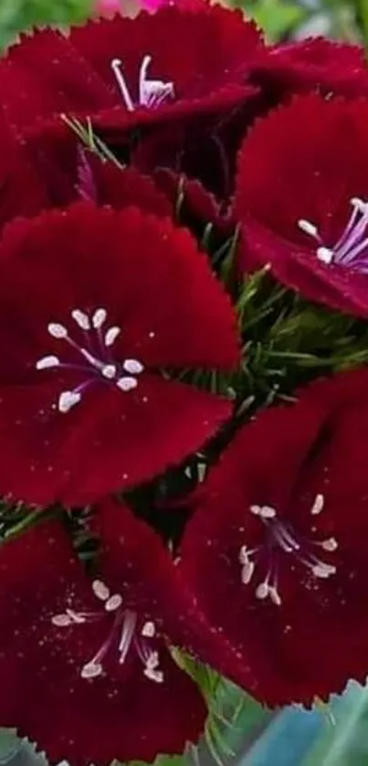 Vibrant red flowers in full bloom.