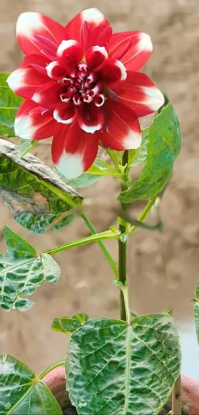 Vibrant red flower with green leaves and natural background.