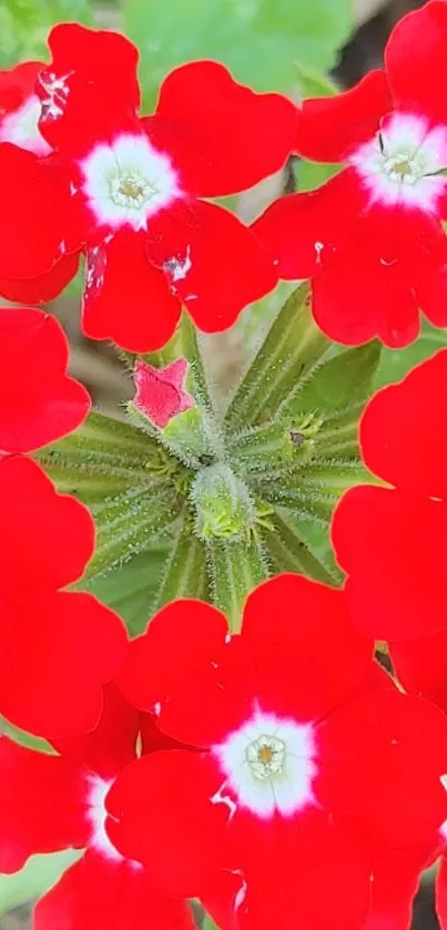 Vibrant red flowers with bright petals and green leaves in a close-up shot.