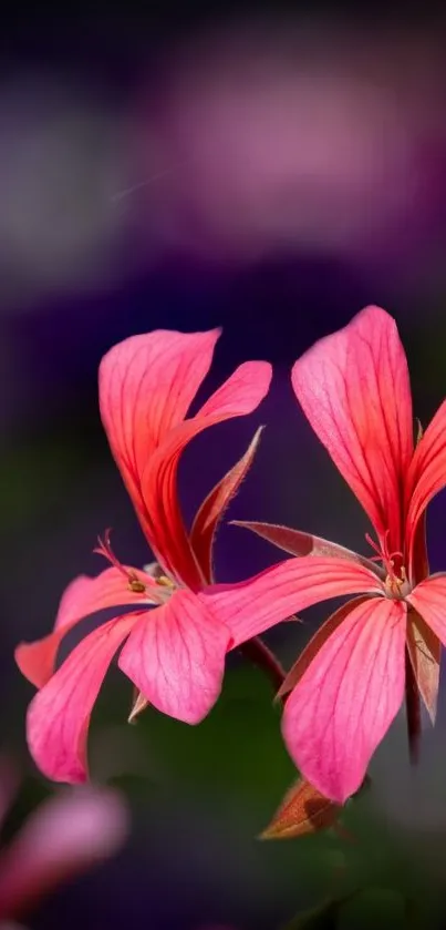 Vibrant red flowers with a dark purple background.
