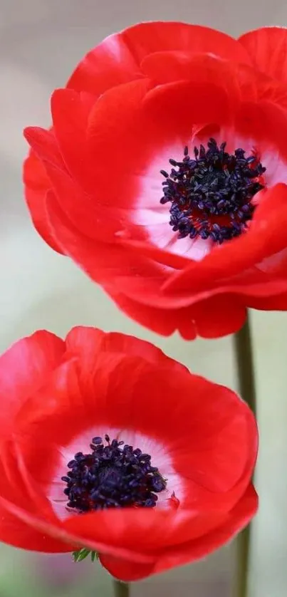 Red flowers with vibrant petals and dark centers.