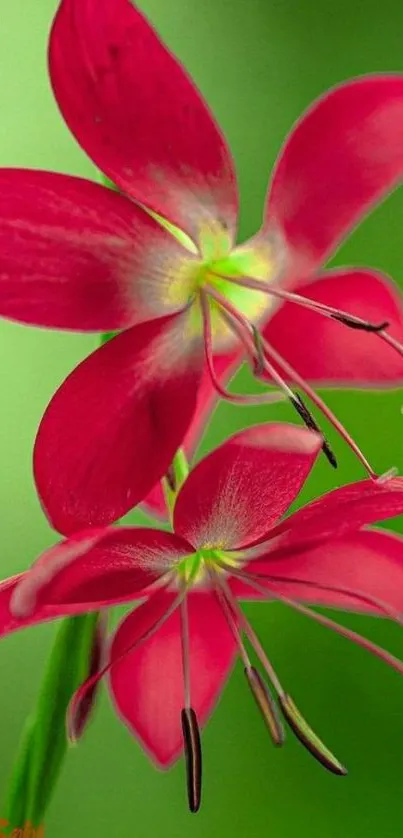 Vibrant red flowers with green background.