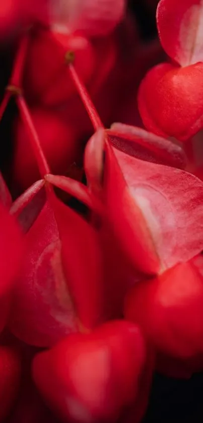 Vibrant red flowers close up wallpaper.