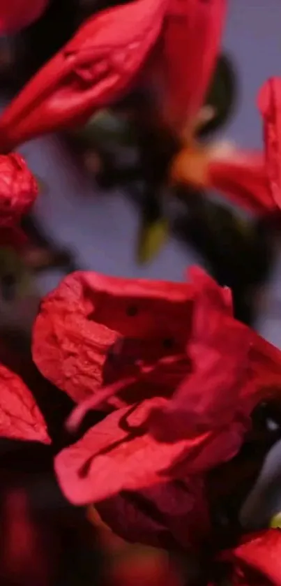 Vibrant red flowers close-up mobile wallpaper.