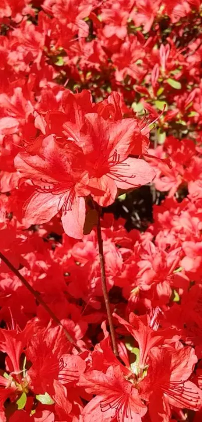 Vibrant red flowers creating a lively mobile wallpaper.