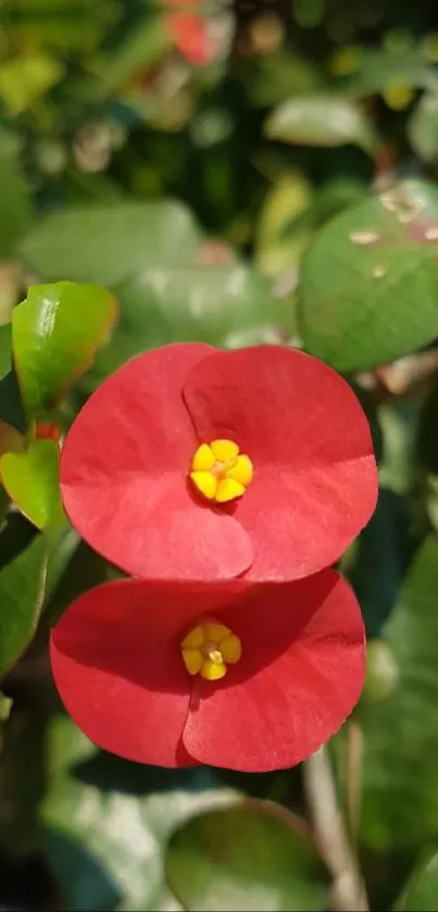 Vibrant red flowers with green leaves mobile wallpaper.