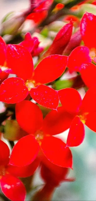 Vibrant red flowers in full bloom.