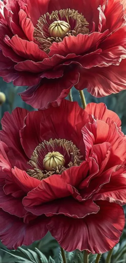 Close-up of vibrant red flowers with detailed petals.