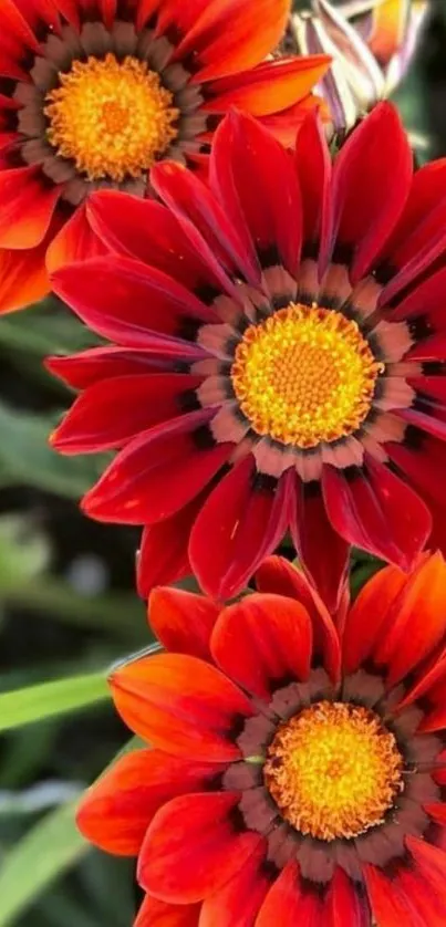 Vibrant red flowers with orange centers