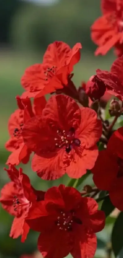 Vibrant red flowers in full bloom with green foliage.